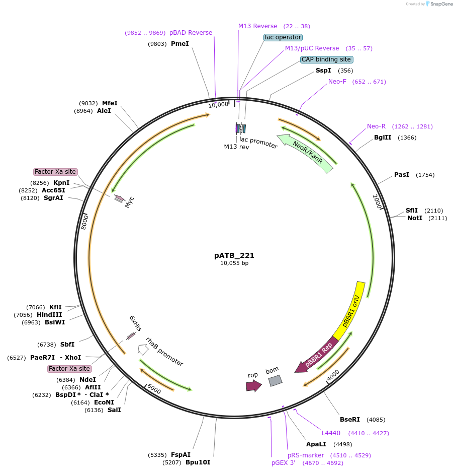 226047-plasmid-map-sequence-id-458938