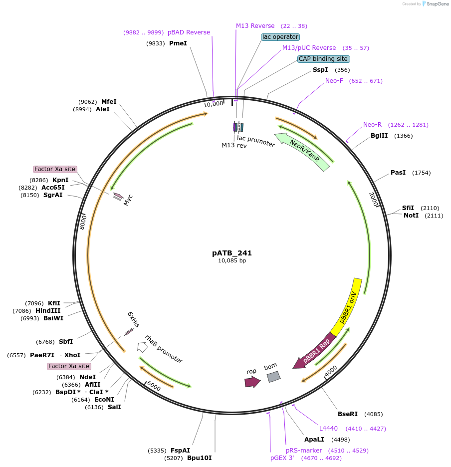 226059-plasmid-map-sequence-id-458947