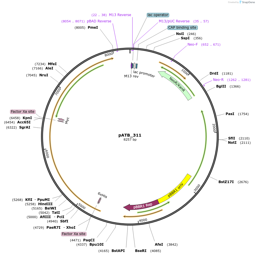 226068-plasmid-map-sequence-id-458951