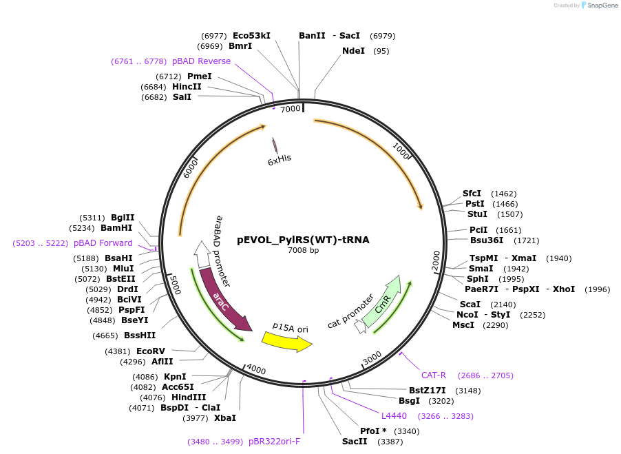 223512-plasmid-map-sequence-id-458970