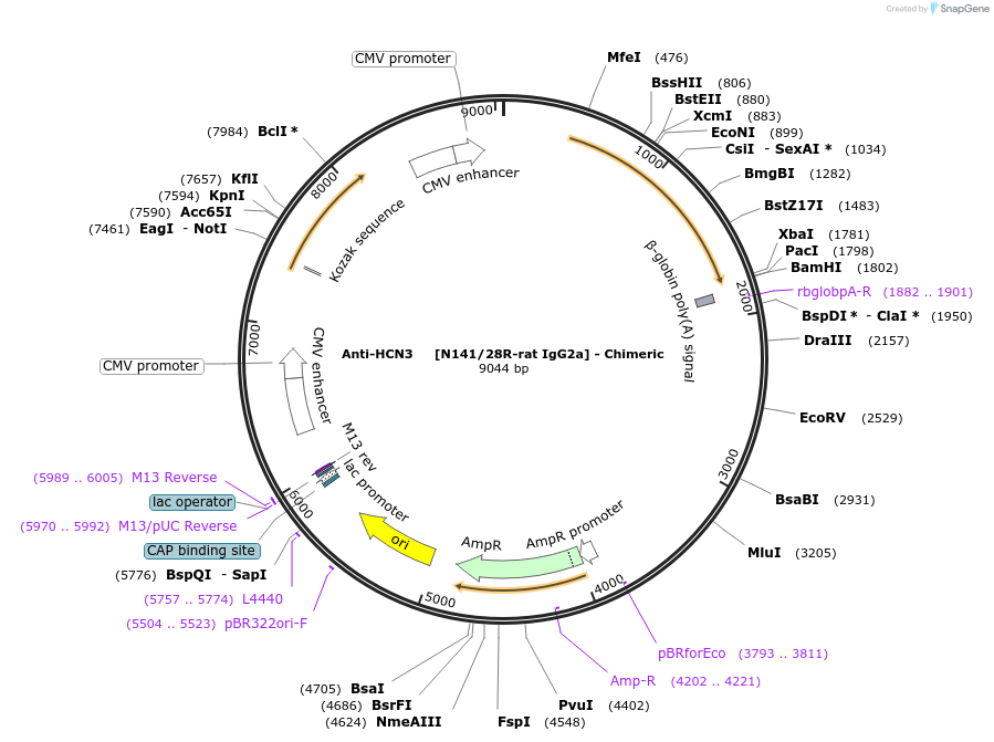 231841-plasmid-map-sequence-id-458974