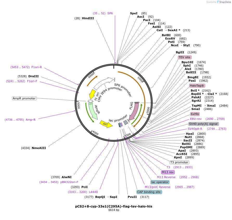 227156-plasmid-map-sequence-id-458997