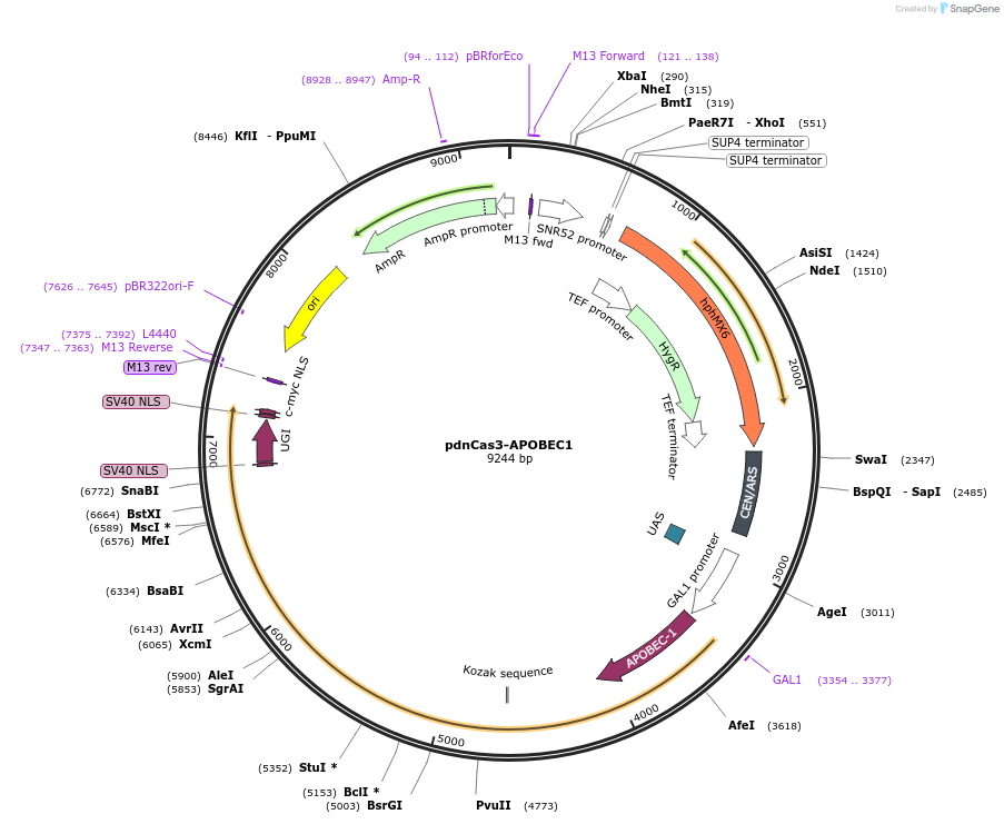 229537-plasmid-map-sequence-id-459005