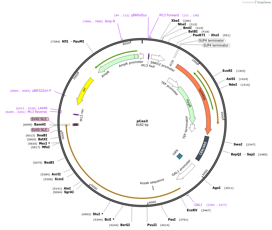 229538-plasmid-map-sequence-id-459007