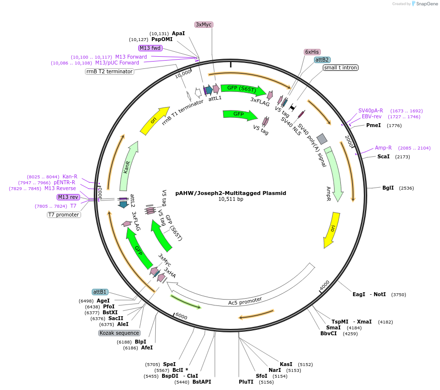 226725-plasmid-map-sequence-id-459009