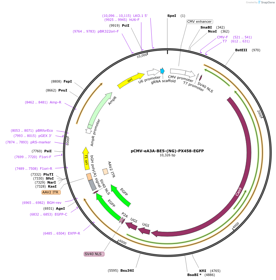 229687-plasmid-map-sequence-id-459010