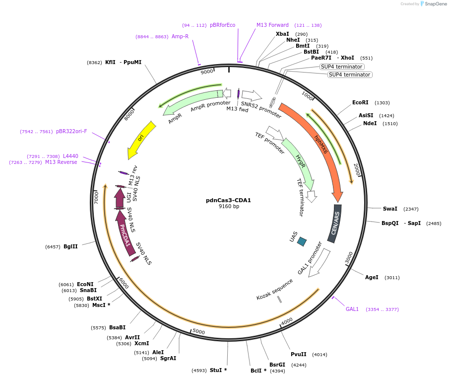 229535-plasmid-map-sequence-id-459013
