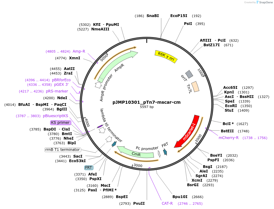225865-plasmid-map-sequence-id-459041