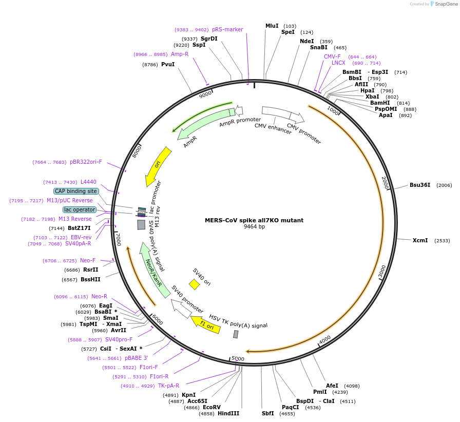 231924-plasmid-map-sequence-id-459044