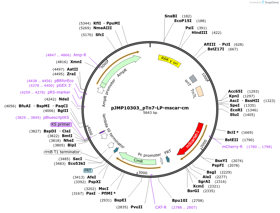225870-plasmid-map-sequence-id-459045