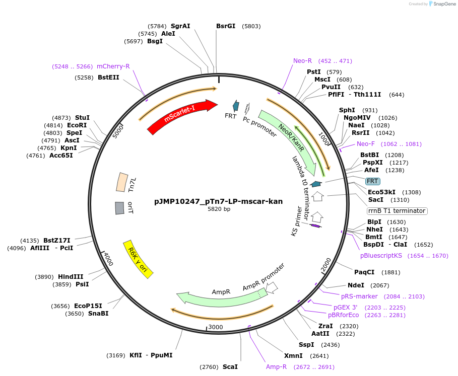 225869-plasmid-map-sequence-id-459046