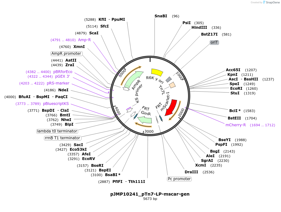 225868-plasmid-map-sequence-id-459049