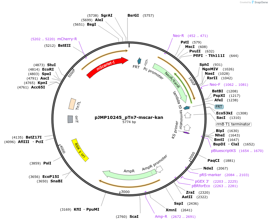 225864-plasmid-map-sequence-id-459050