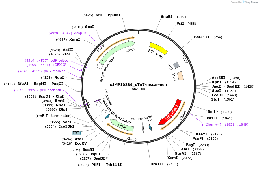 225863-plasmid-map-sequence-id-459051
