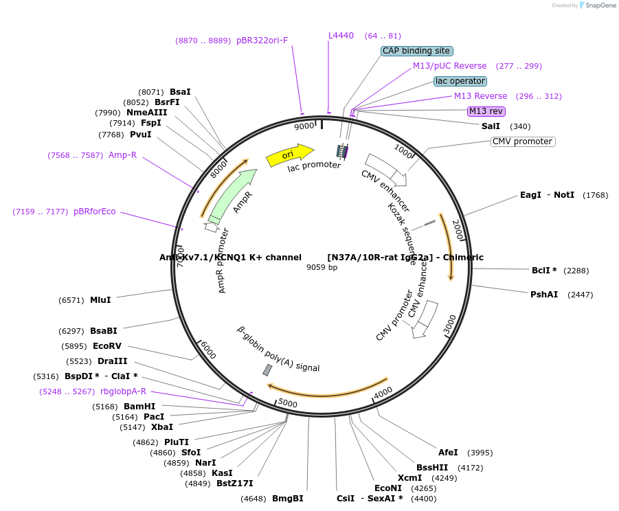 231840-plasmid-map-sequence-id-459052