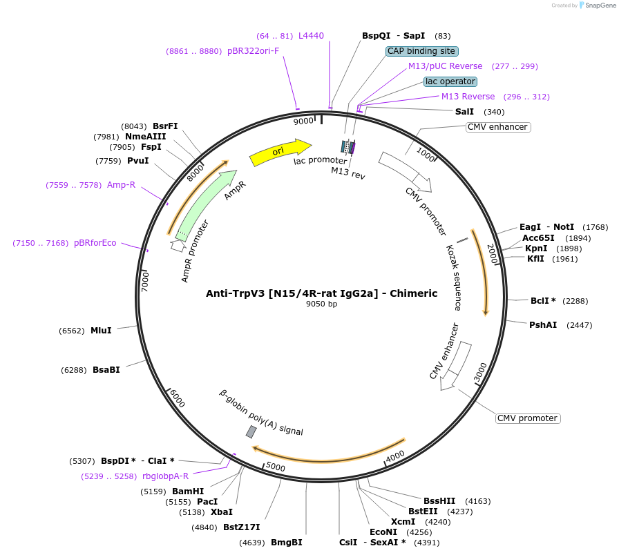 231844-plasmid-map-sequence-id-459053