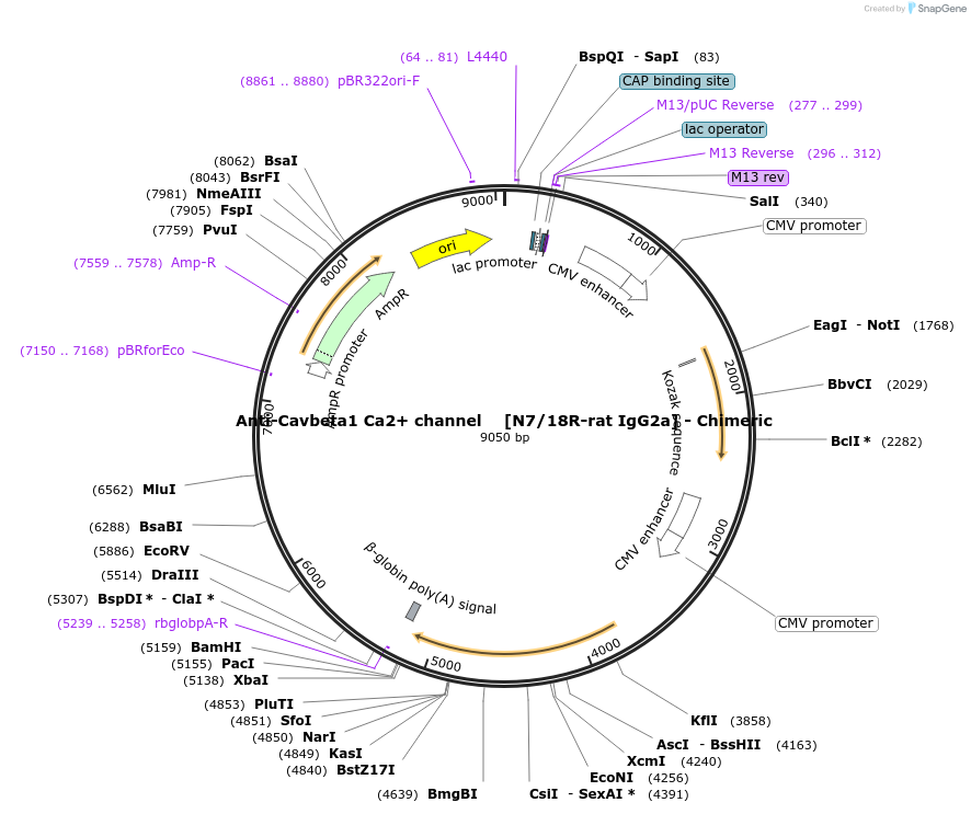 231836-plasmid-map-sequence-id-459054