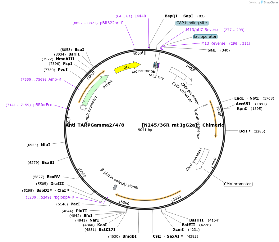 231843-plasmid-map-sequence-id-459055