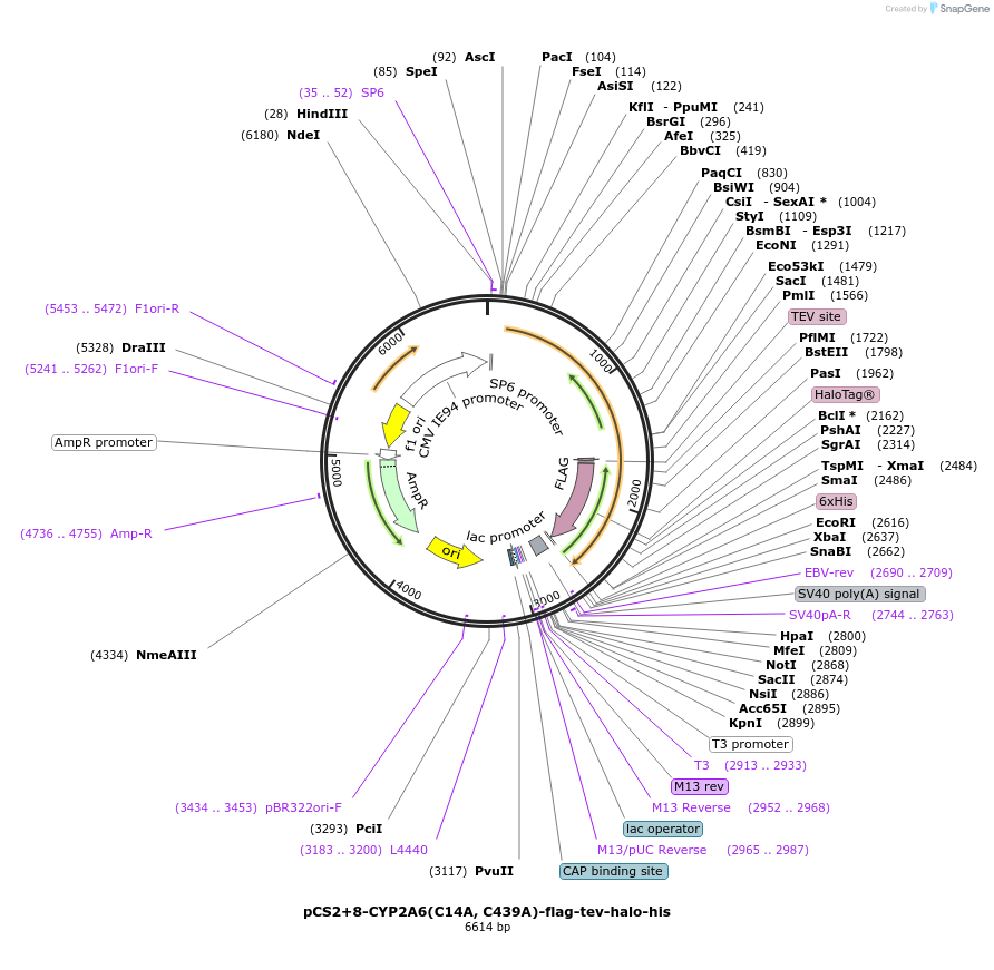 227162-plasmid-map-sequence-id-459059