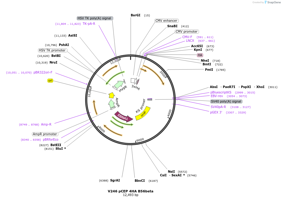 14533-plasmid-map-sequence-id-459062