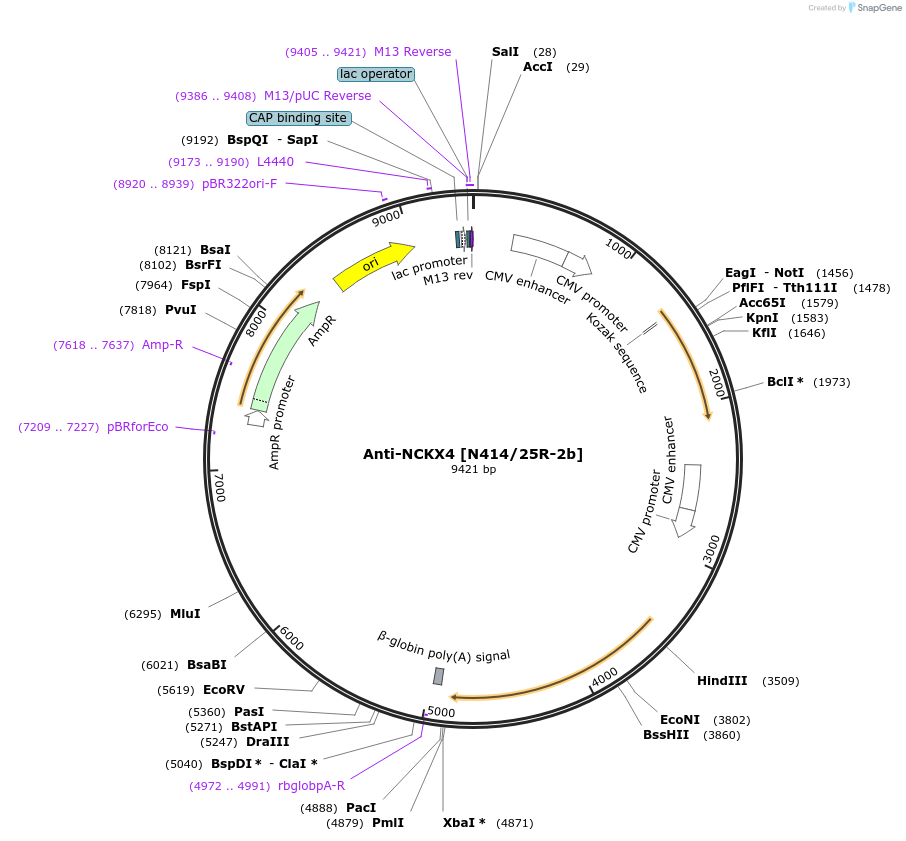 231815-plasmid-map-sequence-id-459064