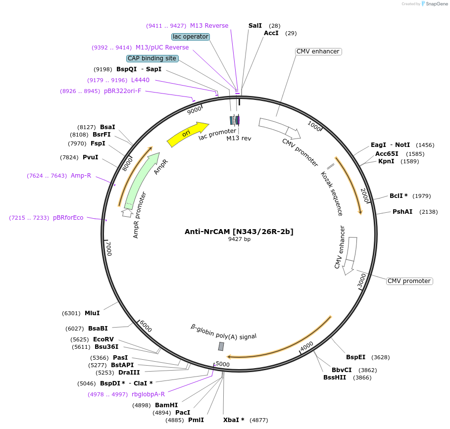231817-plasmid-map-sequence-id-459065