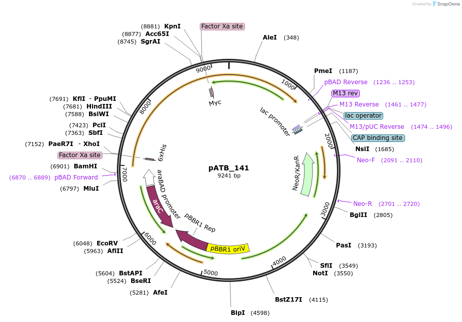 226032-plasmid-map-sequence-id-459069