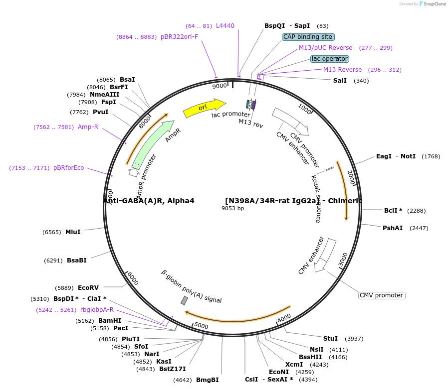 231842-plasmid-map-sequence-id-459076