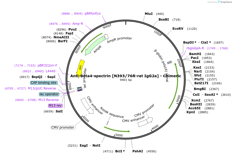 231820-plasmid-map-sequence-id-459077