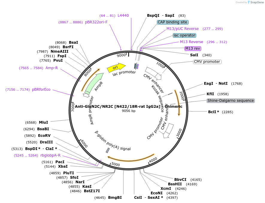 231849-plasmid-map-sequence-id-459081