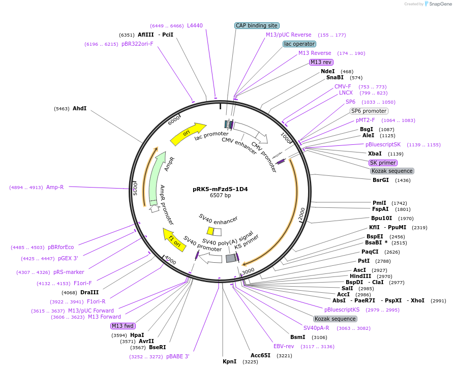 42267-plasmid-map-sequence-id-459089