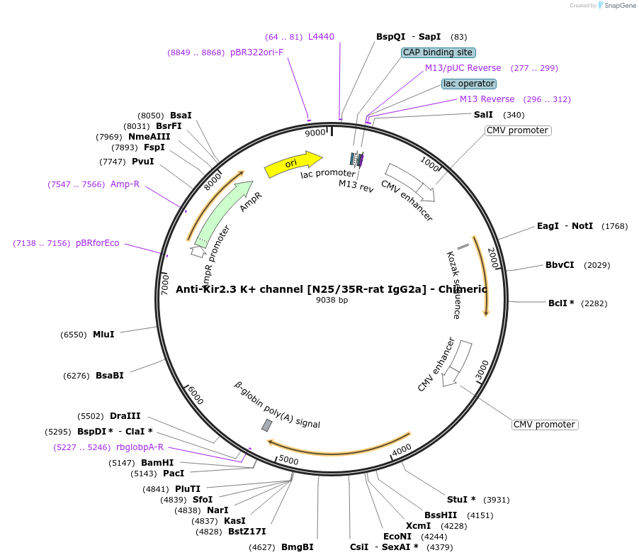 231848-plasmid-map-sequence-id-459091