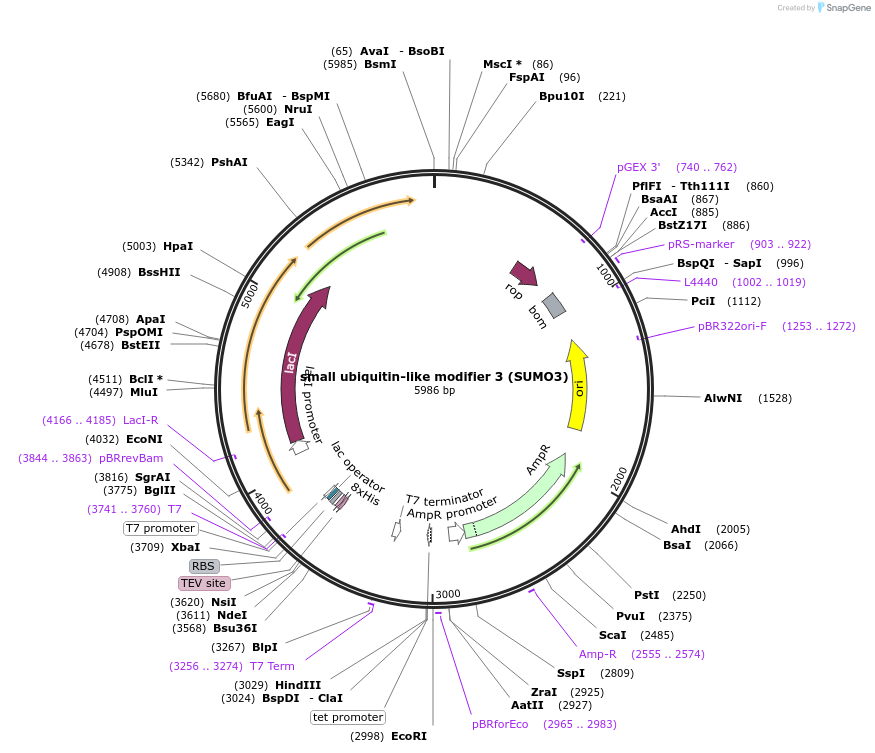 221053-plasmid-map-sequence-id-459094