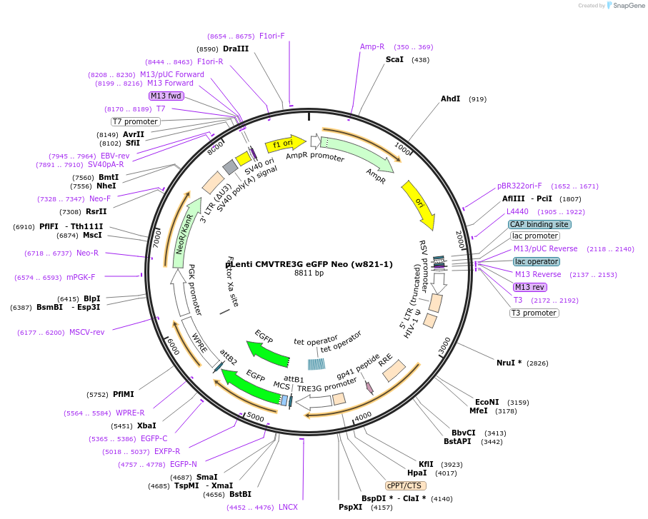 27569-plasmid-map-sequence-id-459099