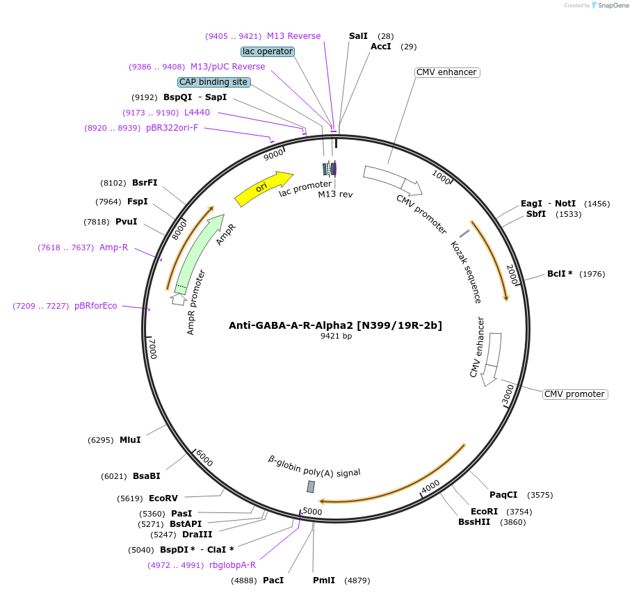 231814-plasmid-map-sequence-id-459101