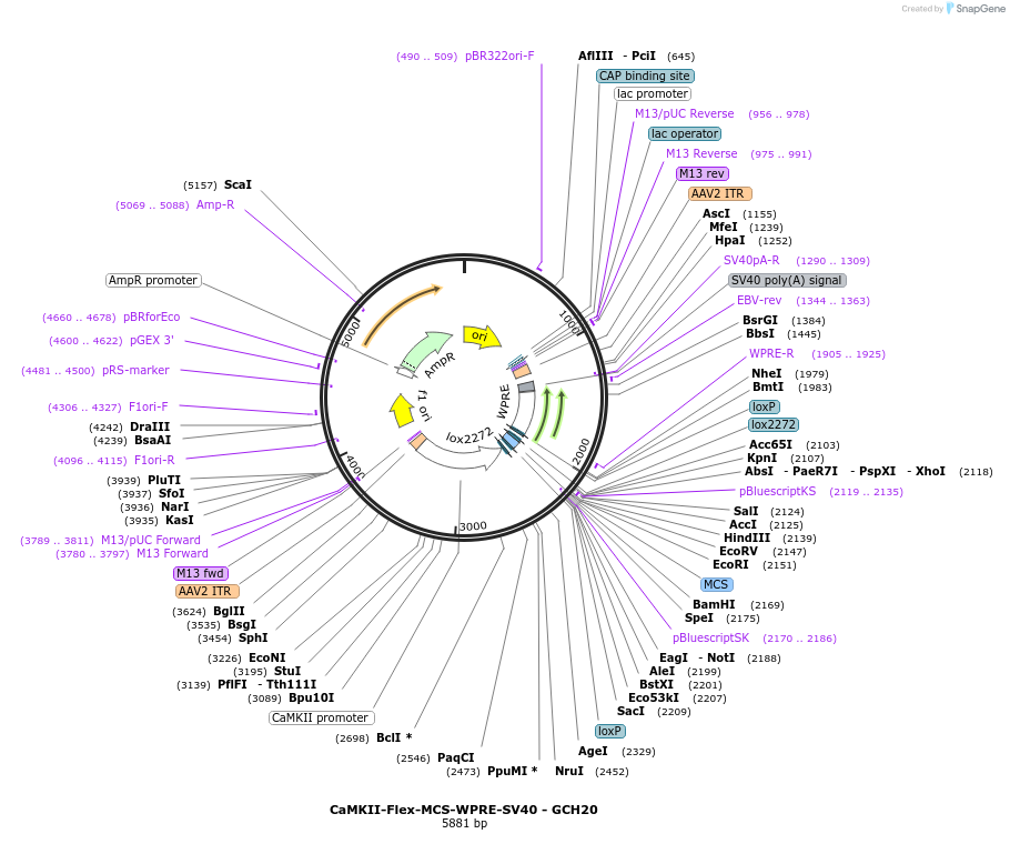 230824-plasmid-map-sequence-id-459118