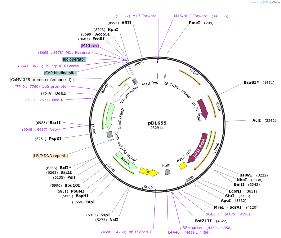 231165-plasmid-map-sequence-id-459120