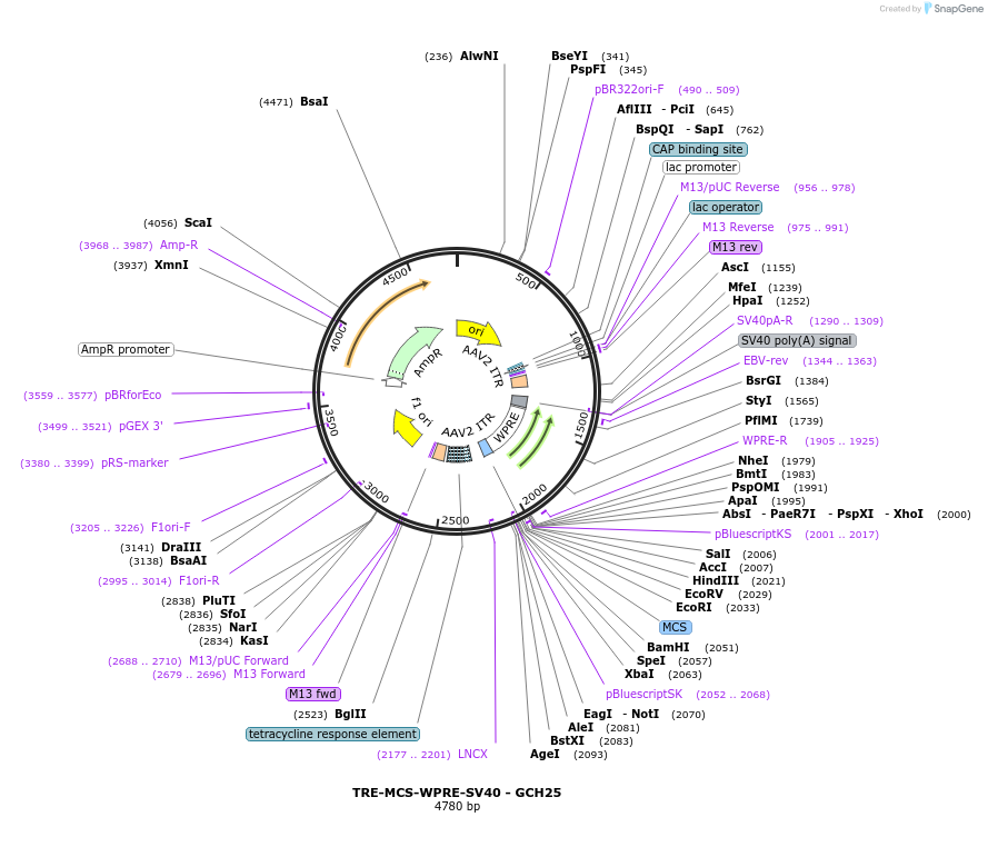 230826-plasmid-map-sequence-id-459123