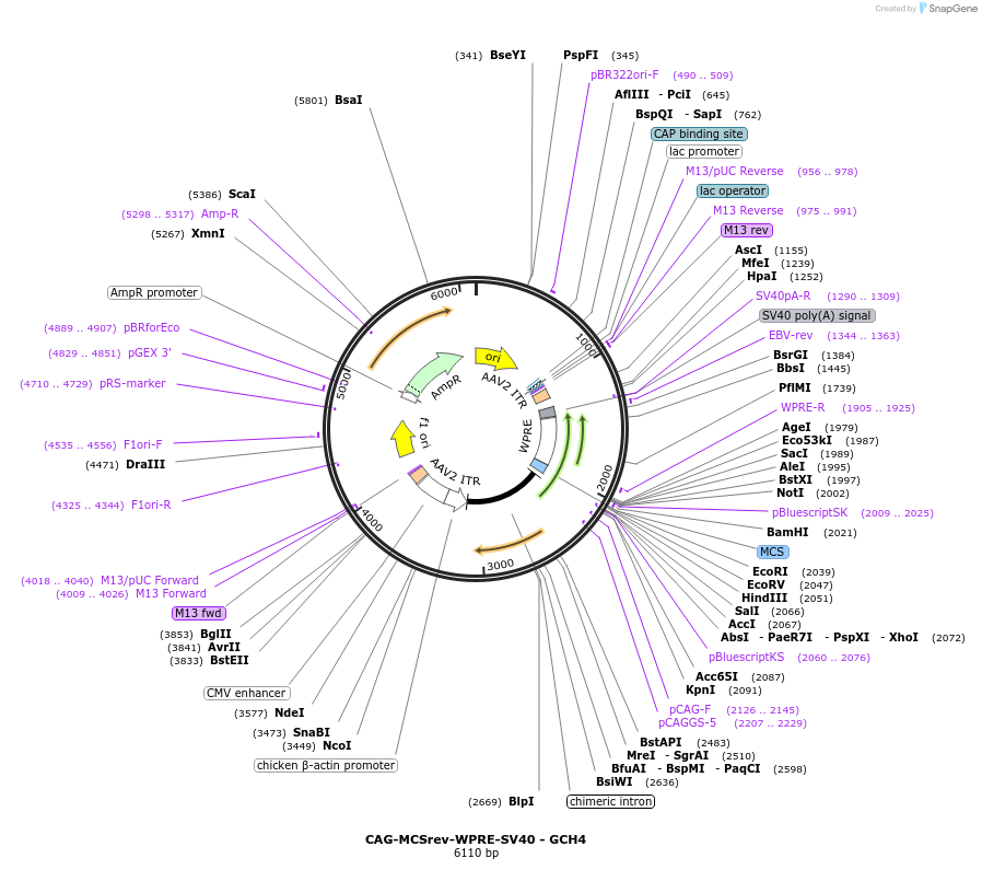 230832-plasmid-map-sequence-id-459148