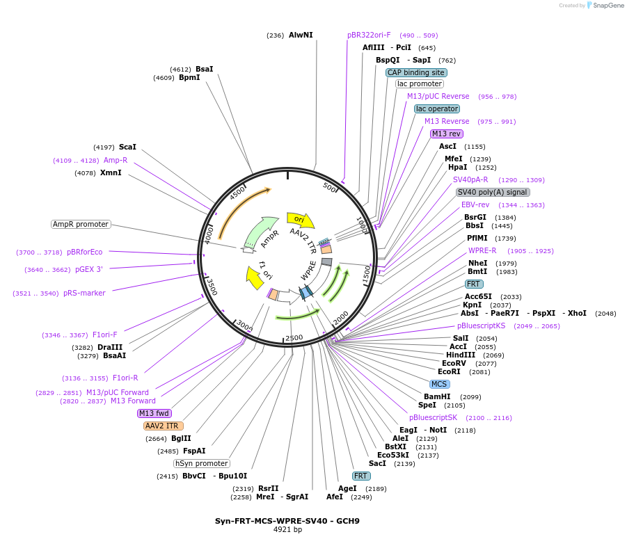 230819-plasmid-map-sequence-id-459150