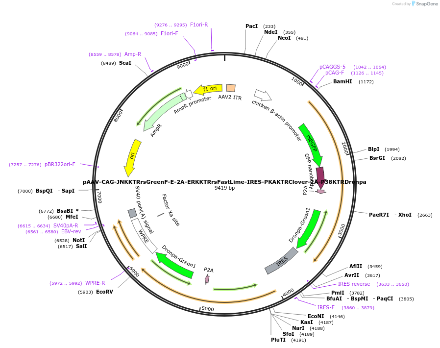 205766-plasmid-map-sequence-id-459162