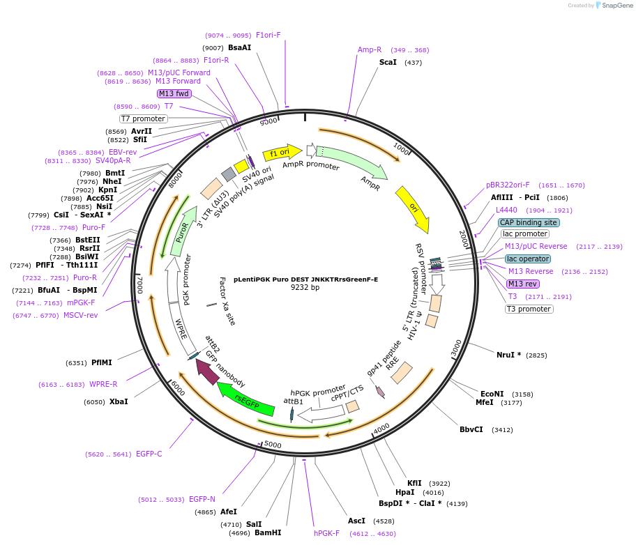 205764-plasmid-map-sequence-id-459163