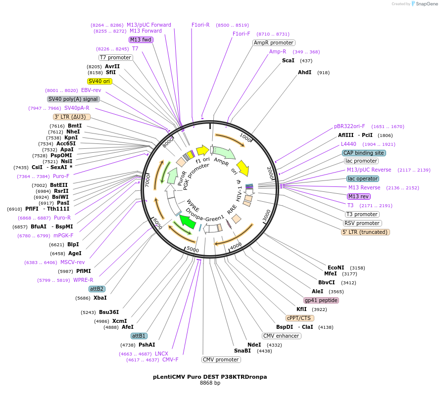 205763-plasmid-map-sequence-id-459164