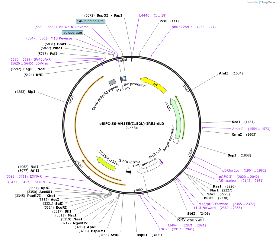 217752-plasmid-map-sequence-id-459165