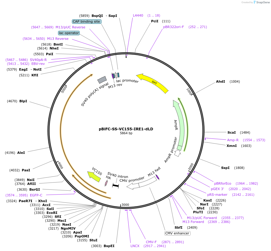 217751-plasmid-map-sequence-id-459166