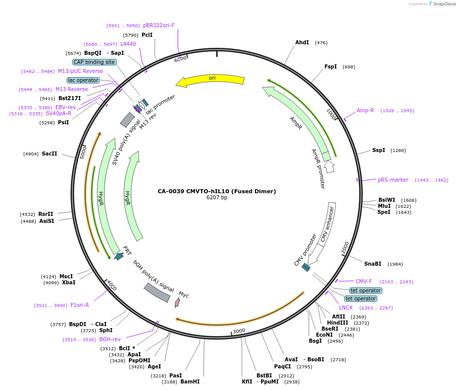 231187-plasmid-map-sequence-id-459175