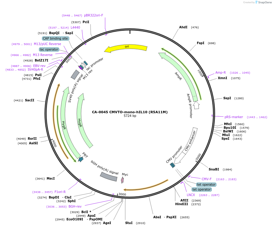 231190-plasmid-map-sequence-id-459219