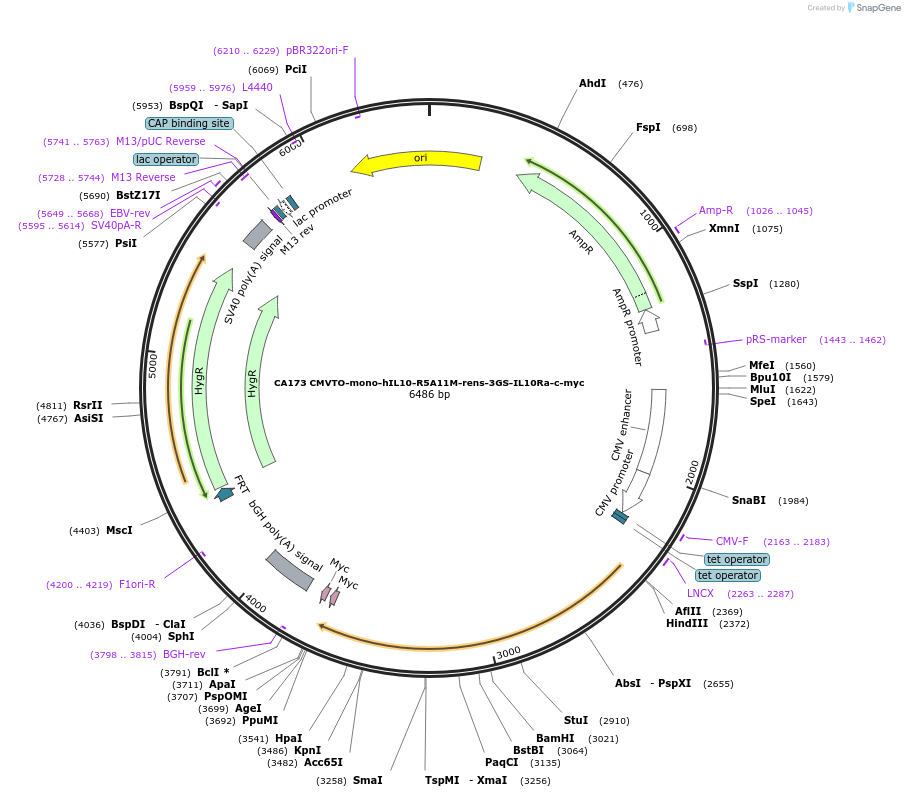 231214-plasmid-map-sequence-id-459223