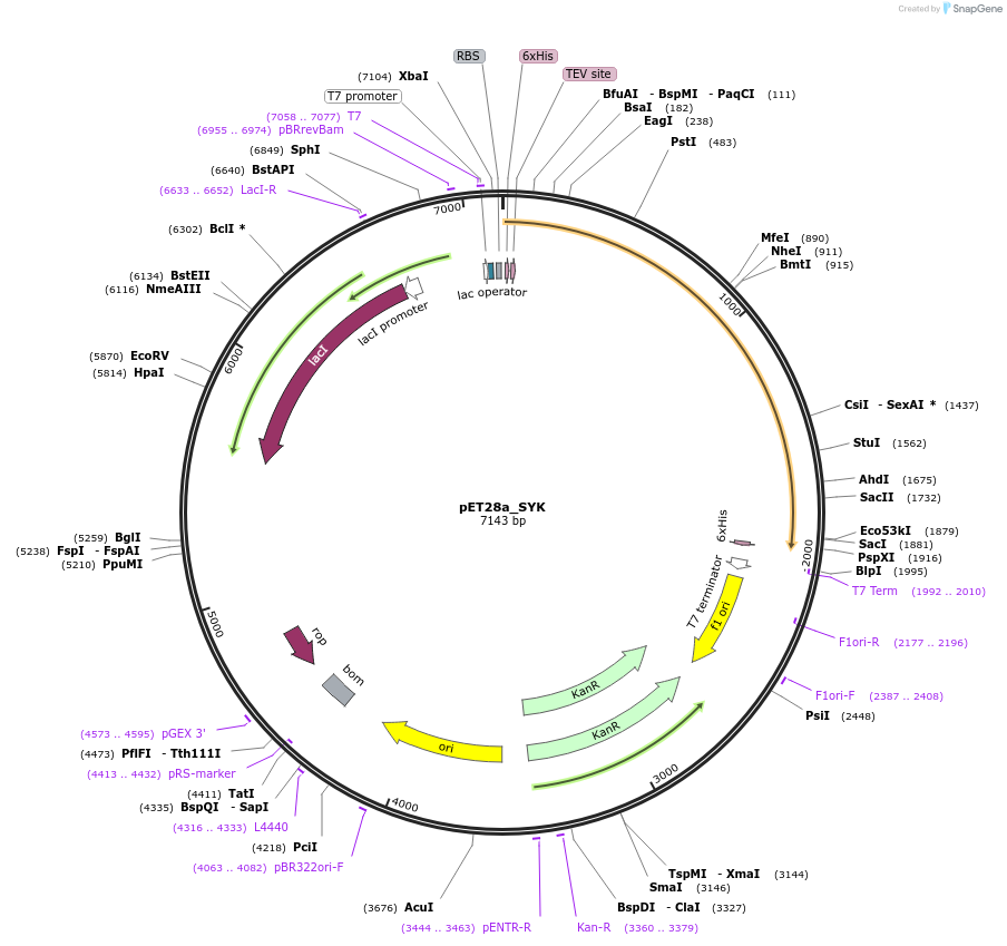 224240-plasmid-map-sequence-id-459259