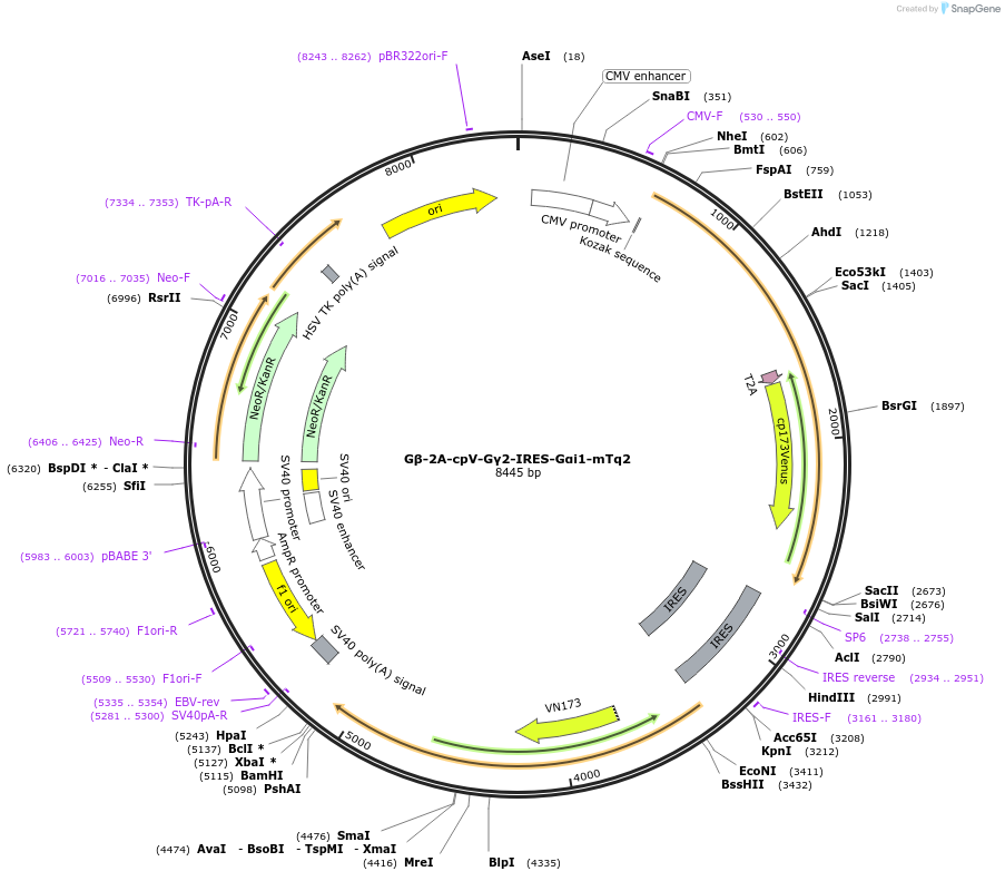 69623-plasmid-map-sequence-id-459280